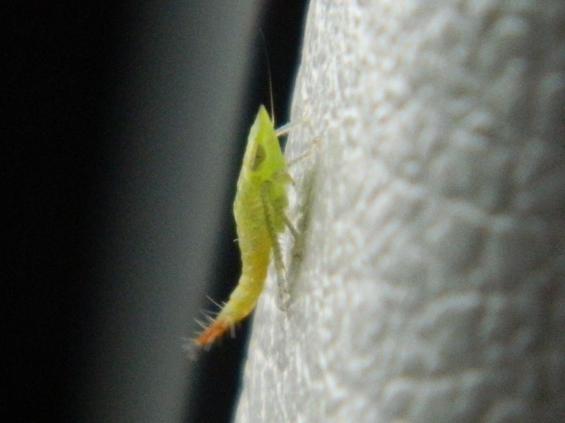 Larva?...Quale?